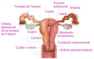 genital femenino externo